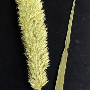 Photographie n°2552237 du taxon Rostraria cristata (L.) Tzvelev [1971]