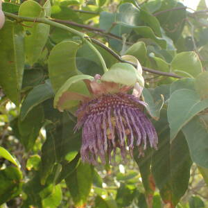 Photographie n°2552327 du taxon Passiflora laurifolia L.