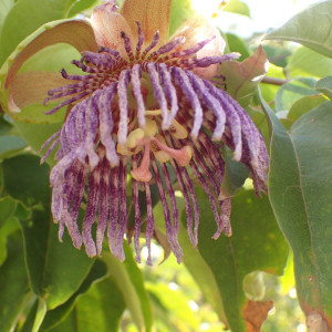  - Passiflora laurifolia L.