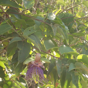 Photographie n°2552329 du taxon Passiflora laurifolia L.