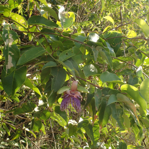  - Passiflora laurifolia L.
