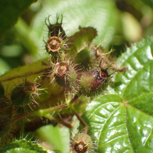 Photographie n°2552355 du taxon Clidemia hirta (L.) D.Don