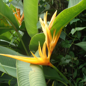 Photographie n°2552379 du taxon Heliconia psittacorum L. f.