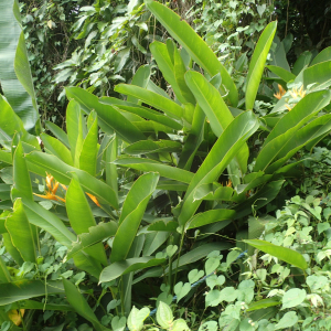 Photographie n°2552381 du taxon Heliconia psittacorum L. f.