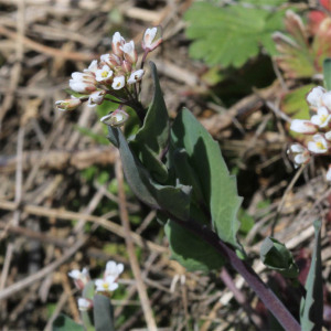 Photographie n°2552385 du taxon Noccaea perfoliata (L.) Al-Shehbaz