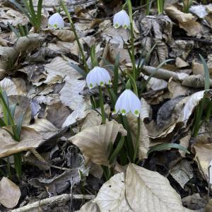 Photographie n°2552390 du taxon Leucojum vernum L.