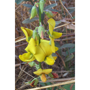 Crotalaria retusa L.