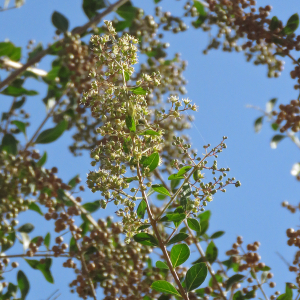 Photographie n°2552529 du taxon Lawsonia inermis L.