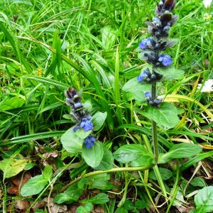 Photographie n°2552544 du taxon Ajuga reptans L.