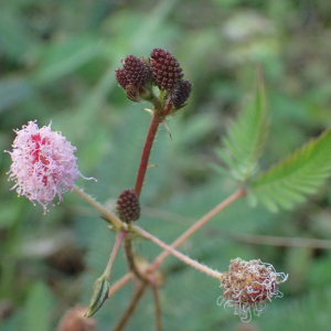 Photographie n°2552556 du taxon Mimosa pudica L.