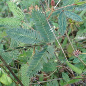 Photographie n°2552558 du taxon Mimosa pudica L.