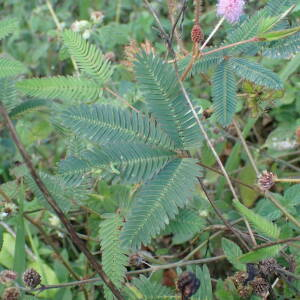 Photographie n°2552559 du taxon Mimosa pudica L.