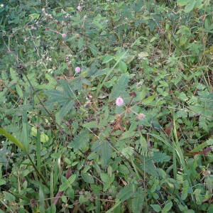 Photographie n°2552560 du taxon Mimosa pudica L.