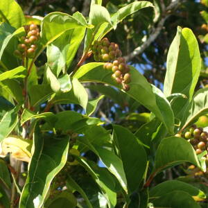 Photographie n°2552561 du taxon Citharexylum spinosum L.