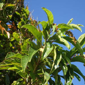 Photographie n°2552562 du taxon Citharexylum spinosum L.