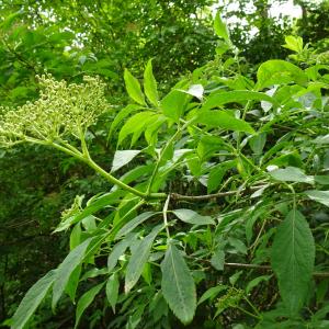 Photographie n°2552620 du taxon Sambucus nigra L. [1753]