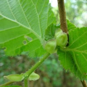 Photographie n°2552622 du taxon Corylus avellana L. [1753]