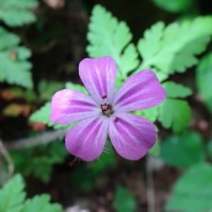 Photographie n°2552649 du taxon Geranium robertianum L. [1753]