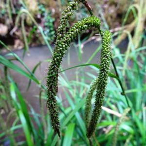 Photographie n°2552697 du taxon Carex pendula Huds.