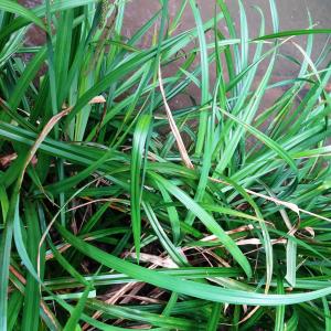 Photographie n°2552698 du taxon Carex pendula Huds.