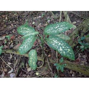 Dieffenbachia maculata (Lodd.) G. Don (Dumb cane)