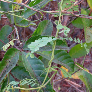 Photographie n°2552795 du taxon Abrus precatorius L.