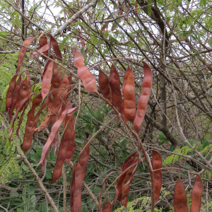  - Acacia ataxacantha DC.