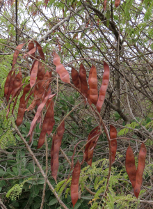 Claire Felloni, le 30 janvier 2023 (Dakar (réserve écologique de Mampuya))