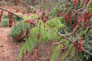 Claire Felloni, le 30 janvier 2023 (Dakar (réserve écologique de Mampuya))