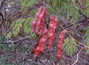 Claire Felloni, le 30 janvier 2023 (Dakar (réserve écologique de Mampuya))