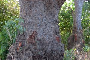 Claire Felloni, le  2 février 2023 (Fatick (environs de Toubacouta))