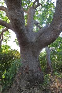 Claire Felloni, le  2 février 2023 (Fatick (environs de Toubacouta))