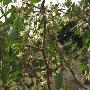  - Gymnosporia senegalensis (Lam.) Loes.