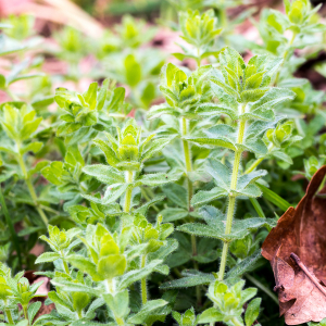 Photographie n°2553078 du taxon Cruciata laevipes Opiz