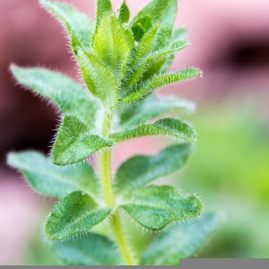 Photographie n°2553080 du taxon Cruciata laevipes Opiz