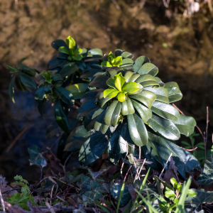 Photographie n°2553086 du taxon Daphne laureola L. [1753]