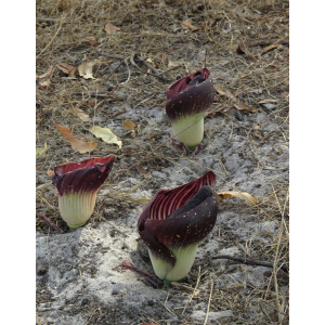 img_9267  amorphophallus aphyllus.jpg