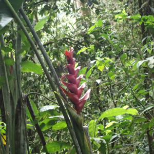  - Heliconia caribaea Lam.