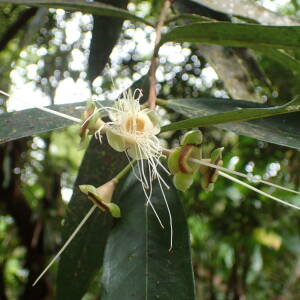 Photographie n°2553167 du taxon Syzygium jambos (L.) Alston