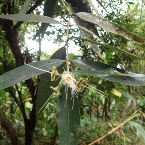 Photographie n°2553168 du taxon Syzygium jambos (L.) Alston