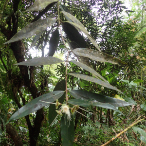 Photographie n°2553169 du taxon Syzygium jambos (L.) Alston