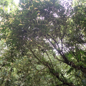 Photographie n°2553171 du taxon Syzygium jambos (L.) Alston