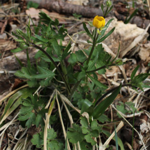 Photographie n°2553267 du taxon Ranunculus bulbosus L.