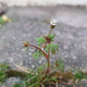 Photographie n°2553307 du taxon Saxifraga tridactylites L.