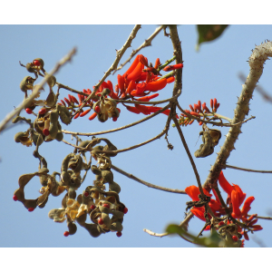 img_9384 erythrina senegalensis.jpg