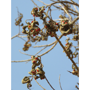 img_9389 erythrina senegalensis.jpg