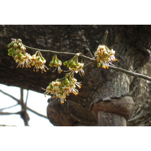 img_9400 ceiba pentandra.jpg