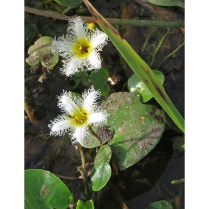 img_9505 nymphoides indica.jpg