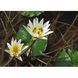 img_9559 nymphaea micrantha.jpg