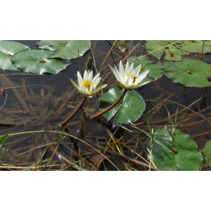 img_9566 nymphaea micrantha.jpg